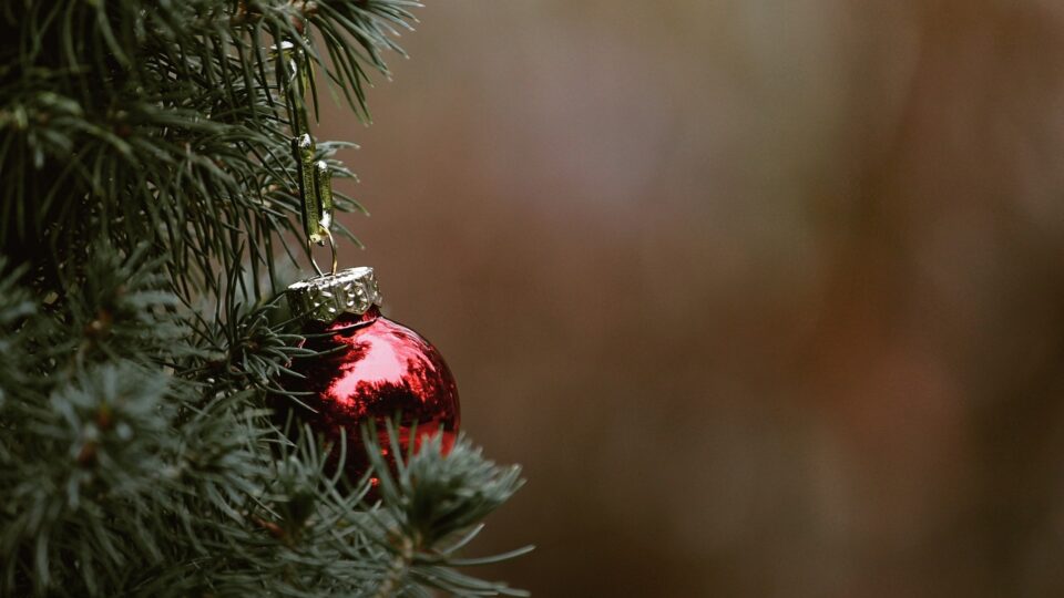 Jedes Jahr aufs Neue: Welcher Weihnachtsbaum ist der Richtige?